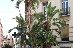 DSCF4506